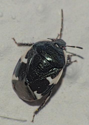 Tritomegas sexmaculatus